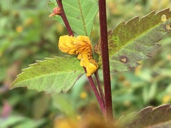 Cirrhophanus triangulifer
