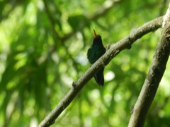 Chlorostilbon lucidus