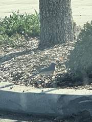 Aphelocoma californica