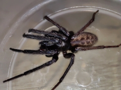 Segestria florentina