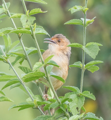 Cisticola erythrops
