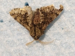 Apocheima hispidaria