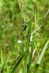 Scirpus