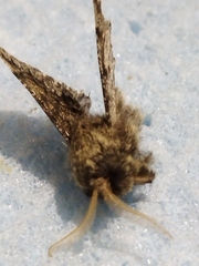 Apocheima hispidaria