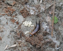 Anisolabis littorea