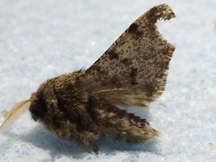 Apocheima hispidaria