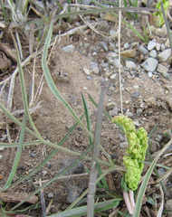 Lomatium simplex