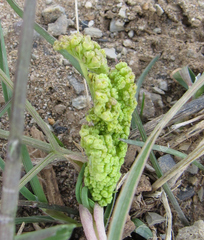 Lomatium simplex