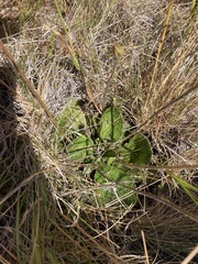 Brachyglottis lagopus