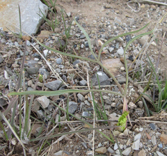 Lomatium simplex