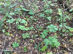 Hydrastis canadensis