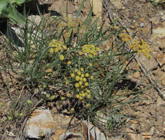 Lomatium simplex
