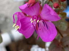 Heterocentron subtriplinervium