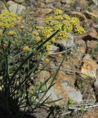 Lomatium simplex