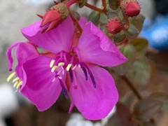 Heterocentron subtriplinervium