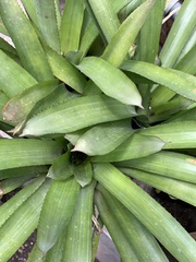 Heterocentron subtriplinervium