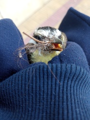 Pitangus sulphuratus