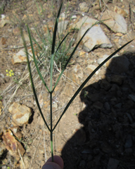 Lomatium simplex
