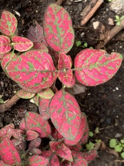 Hypoestes