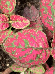 Hypoestes