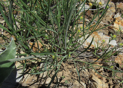 Lomatium simplex