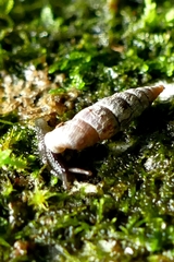Clausilia