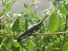 Poekilocerus