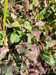 Anemopsis californica