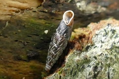 Clausilia