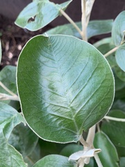 Croton elegans