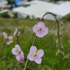 Heliophila rigidiuscula