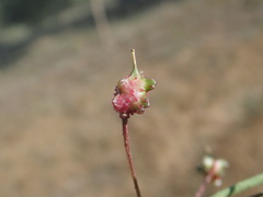 Bunias erucago