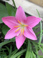 Zephyranthes rosea
