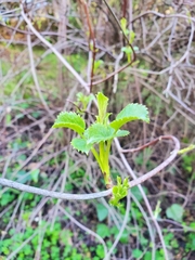 Sambucus cerulea
