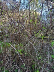 Sambucus cerulea