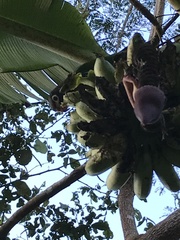 Pyrilia haematotis
