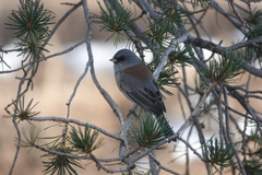 Junco hyemalis caniceps