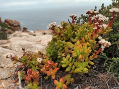 Crassula rubricaulis