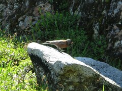 Leucosticte tephrocotis
