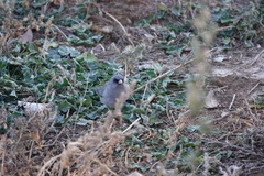 Junco hyemalis caniceps