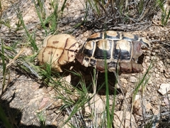 Homopus areolatus