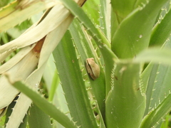 Boana pulchella