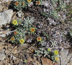 Eriogonum caespitosum