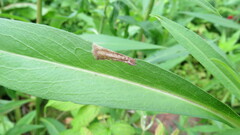 Nemorimyza posticata