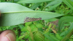 Nemorimyza posticata