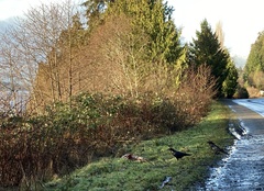 Odocoileus hemionus sitkensis