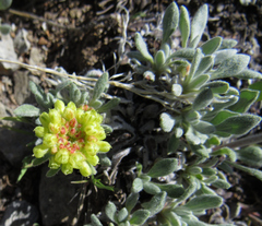 Eriogonum caespitosum