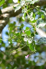 Tanaecium dichotomum