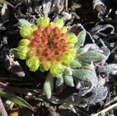 Eriogonum caespitosum