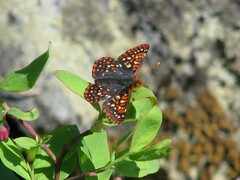 Euphydryas